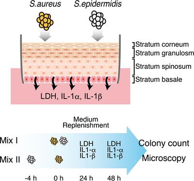 An In Vitro Mixed Infection Model With Commensal and Pathogenic Staphylococci for the Exploration of Interspecific Interactions and Their Impacts on Skin Physiology